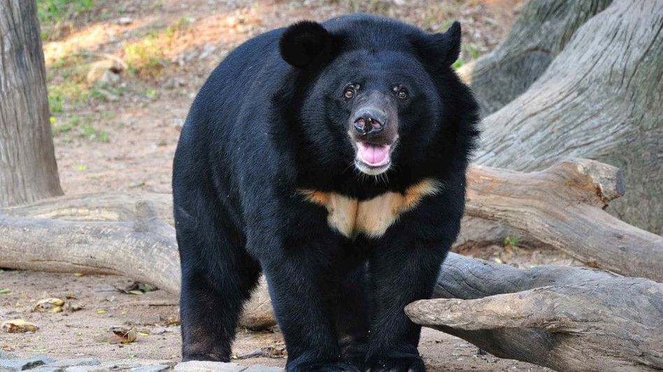 Assam: Six injured in Bear attack Assam: Six injured in Bear attack