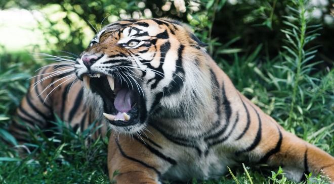 Two injured in a Tiger Attack in Dibrugarh