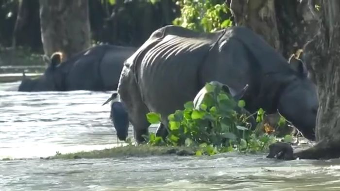 Kaziranga Floods