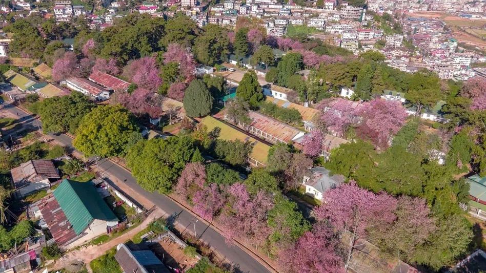 Meghalaya: Cherry Blossom Festival in Shillong to be organised from Nov 25-27 Meghalaya: Cherry Blossom Festival in Shillong to be organised from Nov 25-27