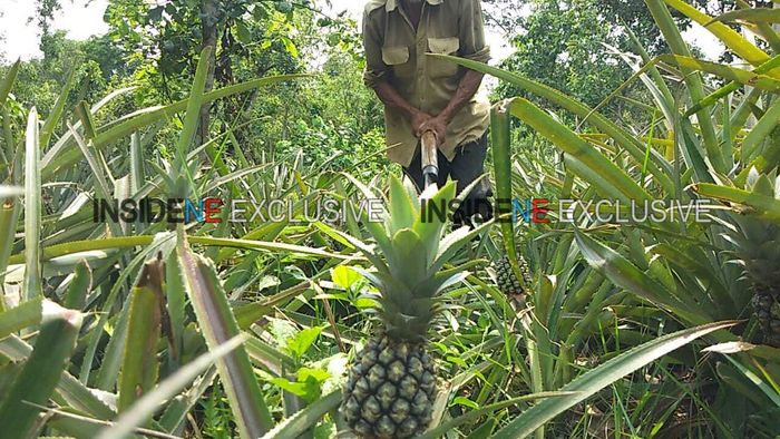 Queen pineapple growers of tripura