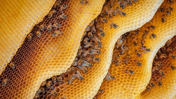 Bees trained to identify COVID-19 infection within seconds