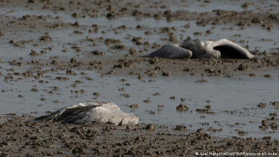 Thousands of cranes killed by avian flu in northern Israel Thousands of cranes killed by avian flu in northern Israel