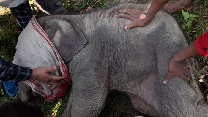 Assam: Elephant calf rescued by Forest personnel; shifted to rehabilitation centre