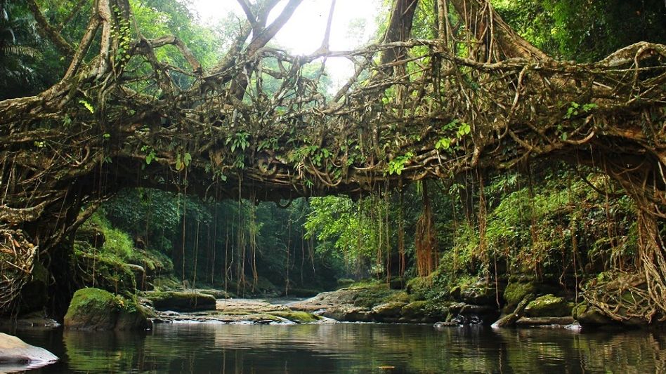 Meghalaya: Living Root Bridge features in Nat Geo's list of incredible place in World Meghalaya: Living Root Bridge features in Nat Geo's list of incredible place in World