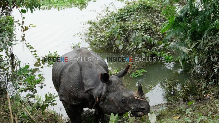 Kaziranga