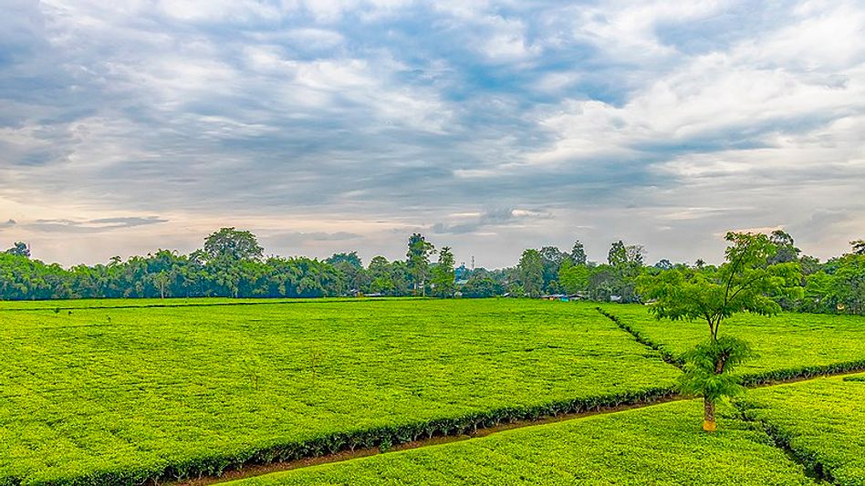 Is the Government of Assam turning anti-native? Is the Government of Assam turning anti-native?