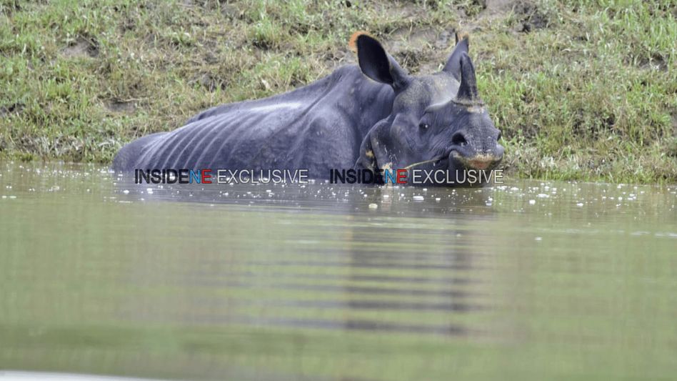 Assam: 90% of Kaziranga submerged under floods, 116 animals dead Assam: 90% of Kaziranga submerged under floods, 116 animals dead