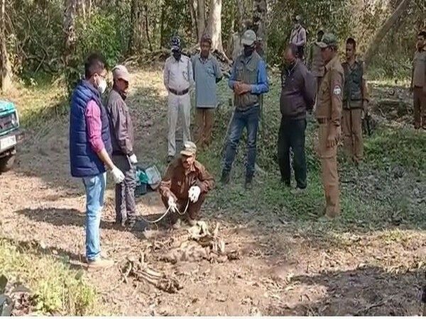 Assam:Carcass of Royal Bengal Found at Kaziranga National Park