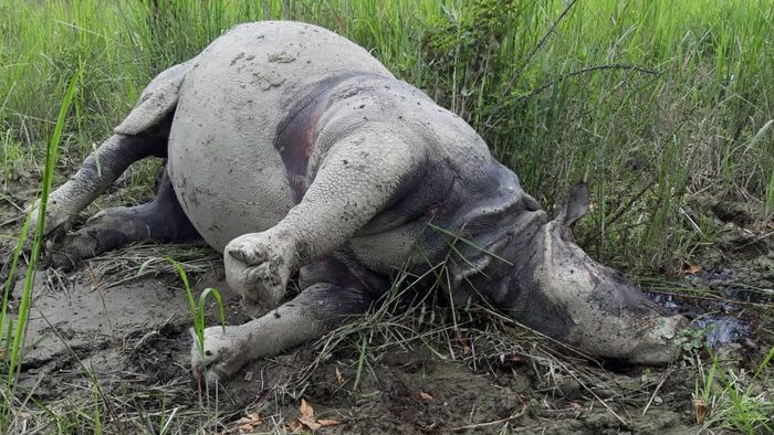 Kaziranga Rhino dead