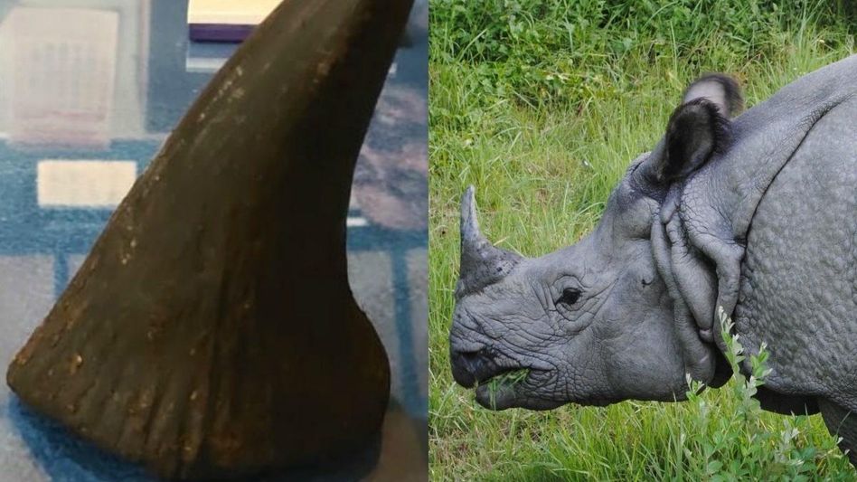 Assam government to burn its stock of rhino horns Assam government to burn its stock of rhino horns