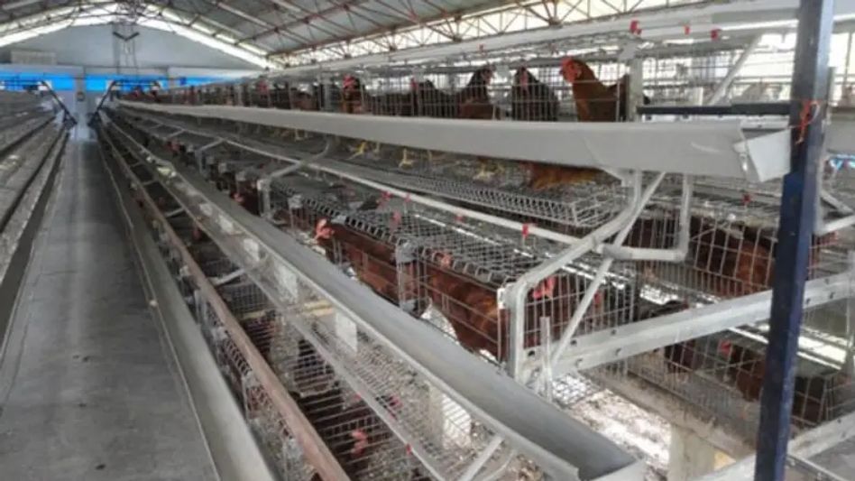 Sikkim: Govt to develop ‘Animal Health & Disease Management Information System’ Sikkim: Govt to develop ‘Animal Health & Disease Management Information System’