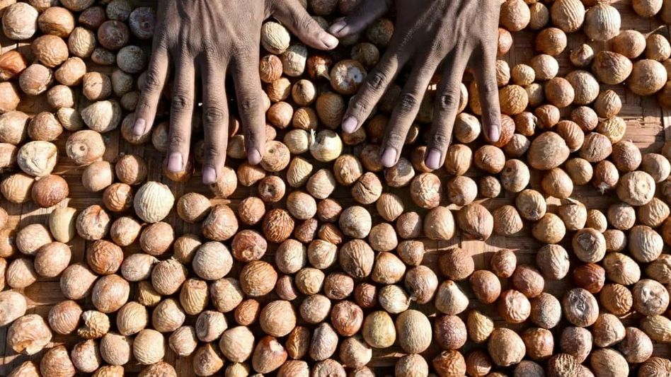Assam Rifles seizes smuggled areca nuts in Mizoram's Champhai Assam Rifles seizes smuggled areca nuts in Mizoram's Champhai