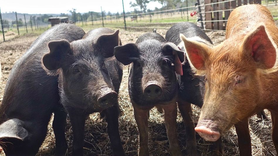 Nagaland: Pigs smuggled from Assam seized in Dimapur, four arrested Nagaland: Pigs smuggled from Assam seized in Dimapur, four arrested