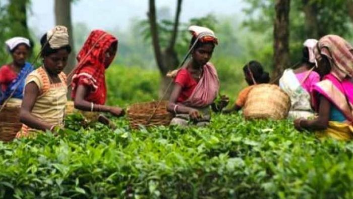Assam hikes daily wage of tea garden workers