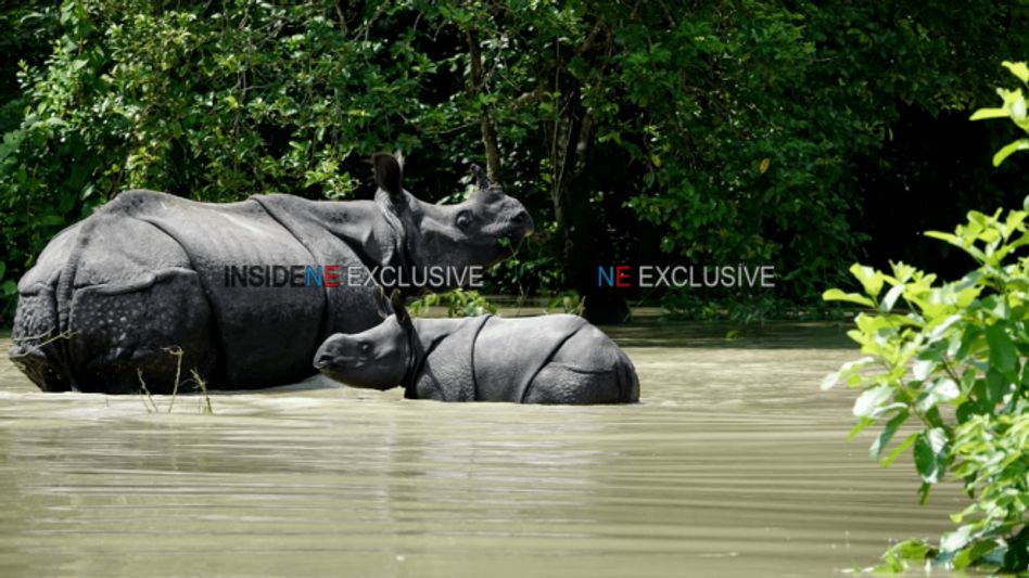 Assam: 151 animals dead as flood fury continues in Kaziranga National Park Assam: 151 animals dead as flood fury continues in Kaziranga National Park