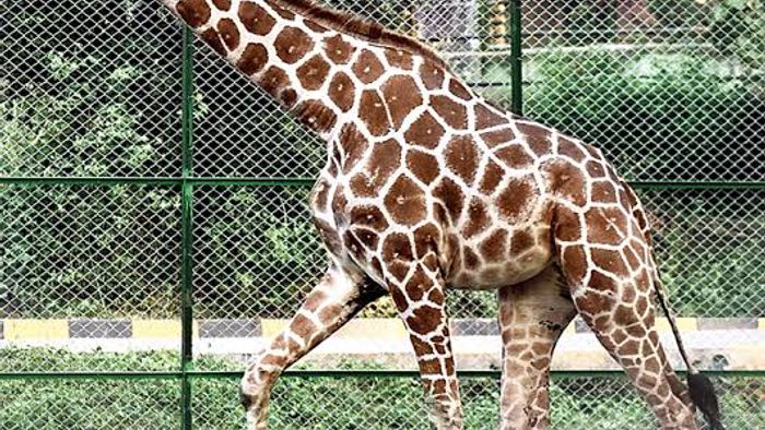 Female giraffe dies in Assam State Zoo