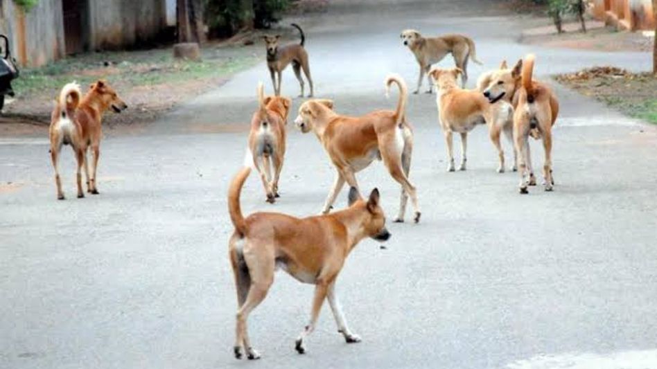 Manipur Groups announce reward of Rs 60,000 for dog killers information Manipur Groups announce reward of Rs 60,000 for dog killers information