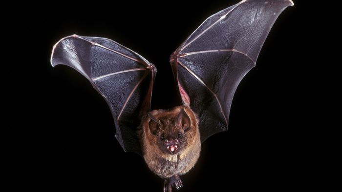 bat study nagaland