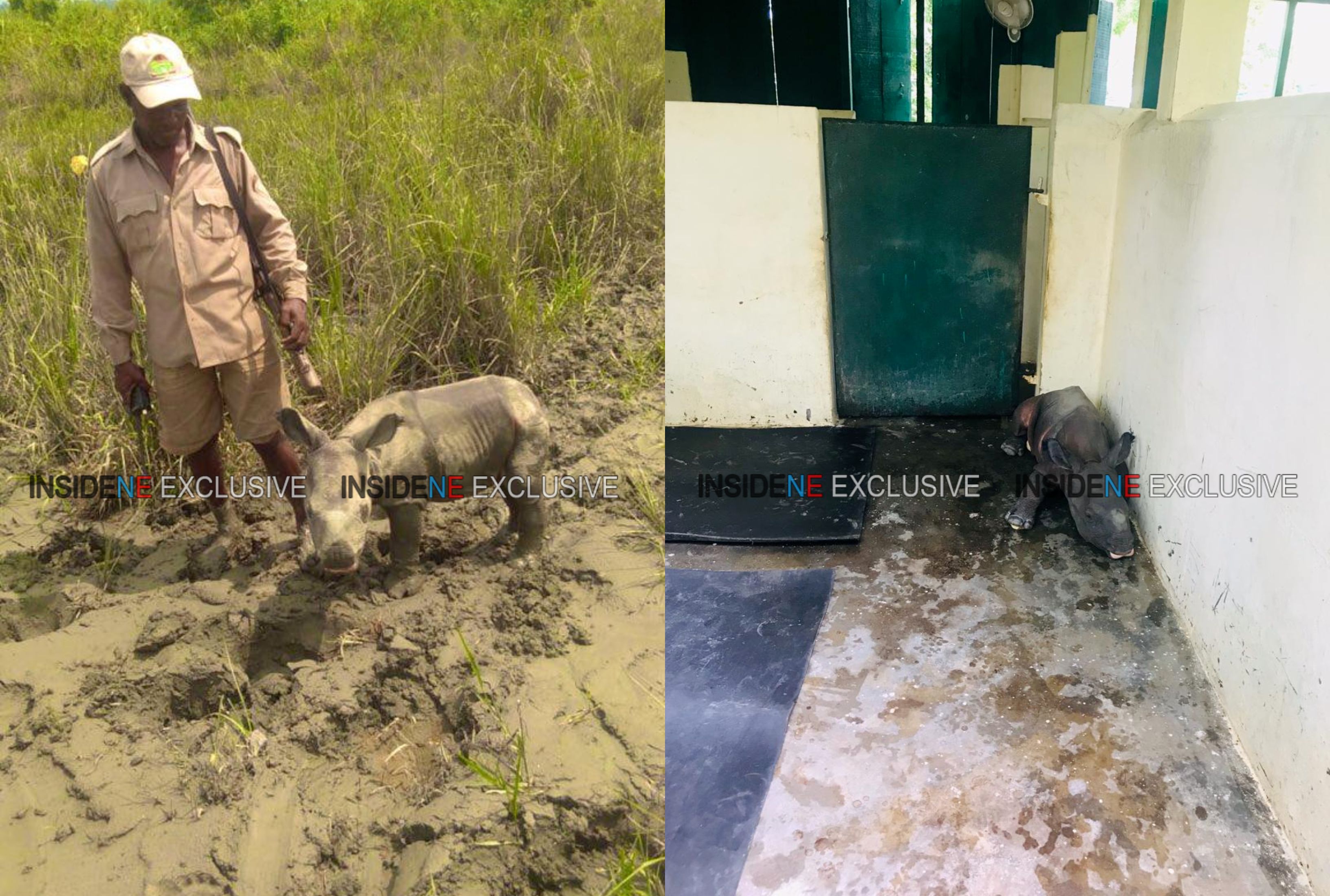 Kaziranga Rhino Baby