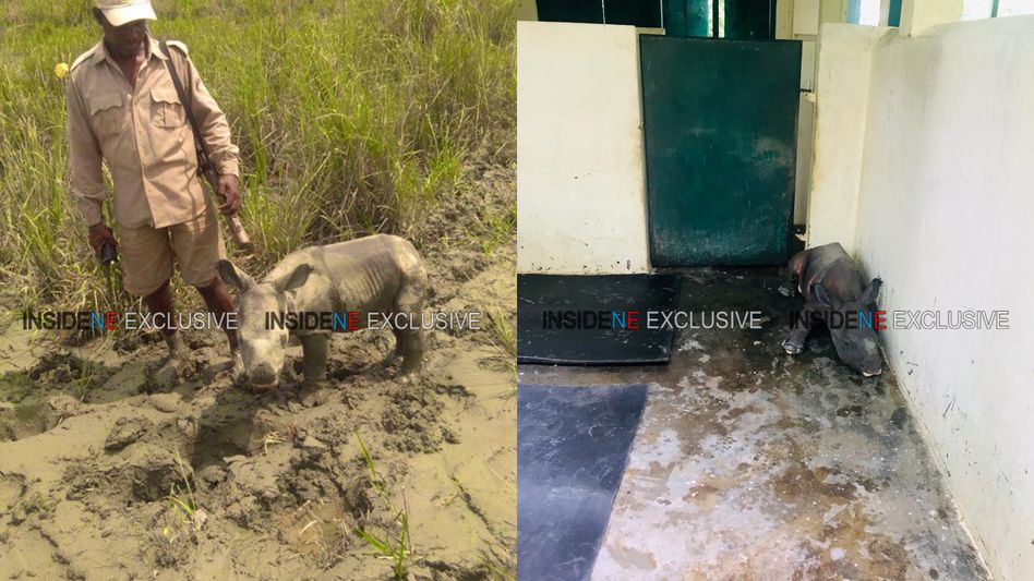Assam: 3-day Rhino baby rescued in Kaziranga Assam: 3-day Rhino baby rescued in Kaziranga