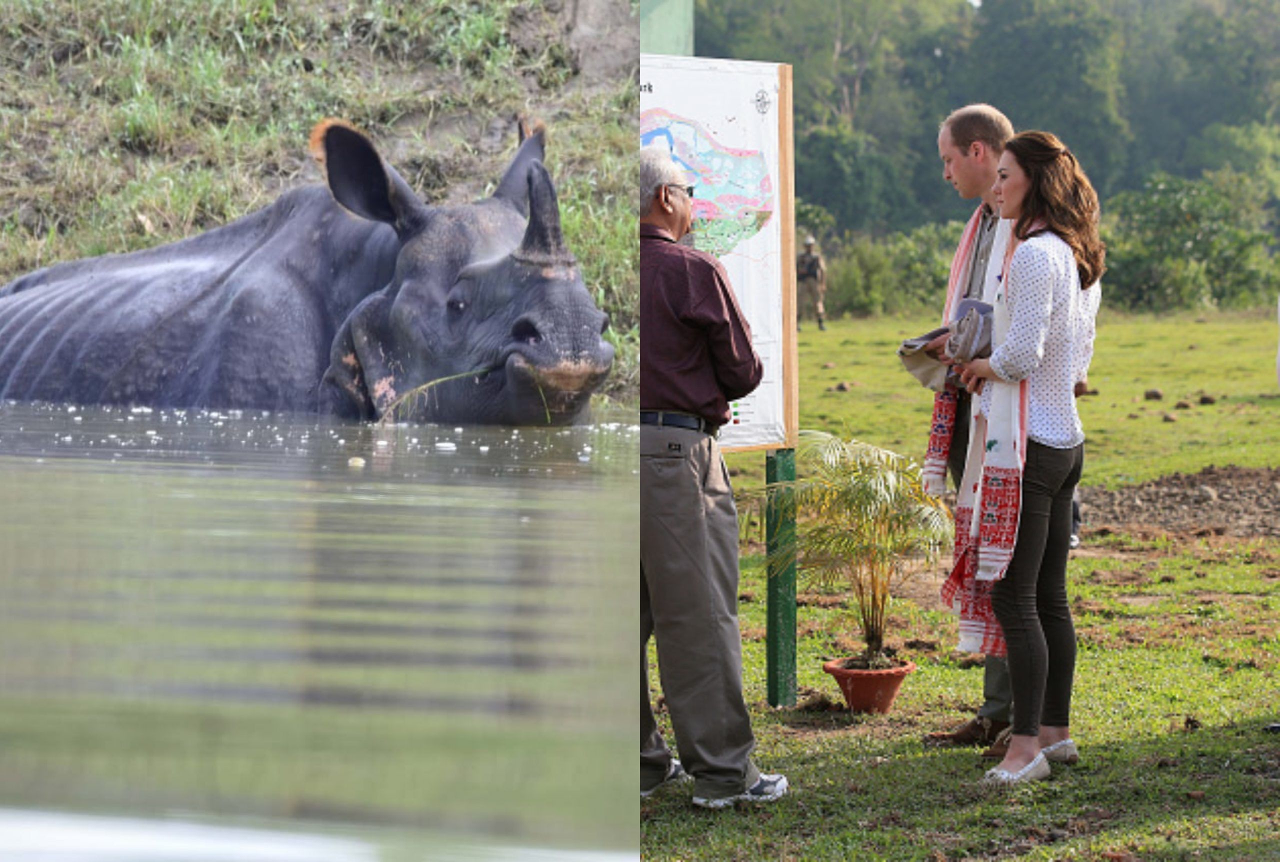 Kaziranga Duke of Camridge