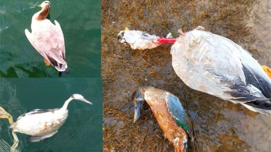 Bird Flu confirmed in dead migratory birds in four states Bird Flu confirmed in dead migratory birds in four states