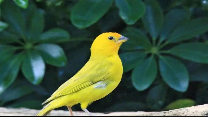 Third Ziro bird workshop underway at Hapoli
