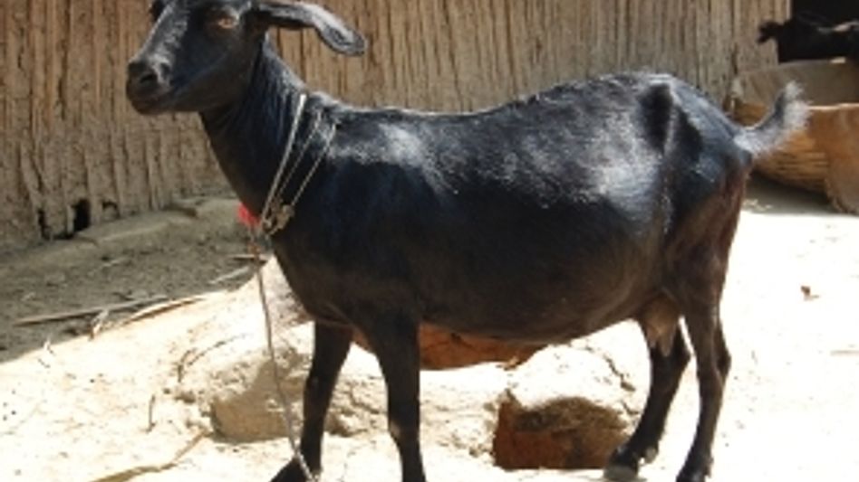 GOATS REPLACE STUDENTS IN CLASSROOMS OF MANIPUR SCHOOL GOATS REPLACE STUDENTS IN CLASSROOMS OF MANIPUR SCHOOL