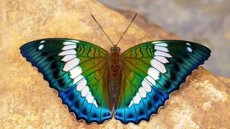 CM Tamang declares Blue Duke as state butterfly of Sikkim