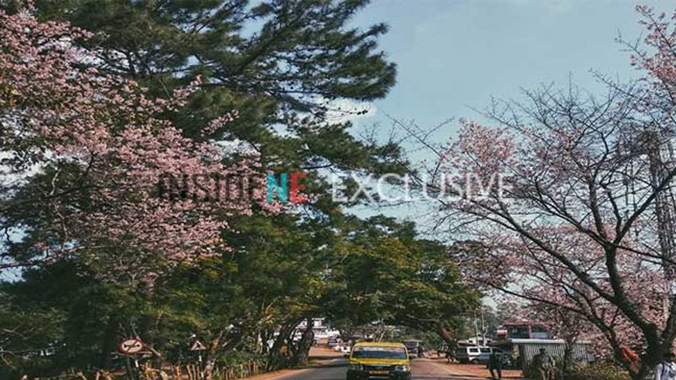 International Cherry Blossom Festival begins in Shillong International Cherry Blossom Festival begins in Shillong