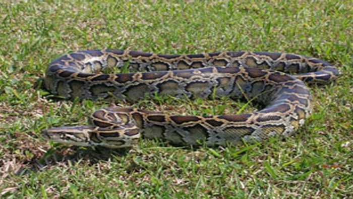BURMESE PYTHON