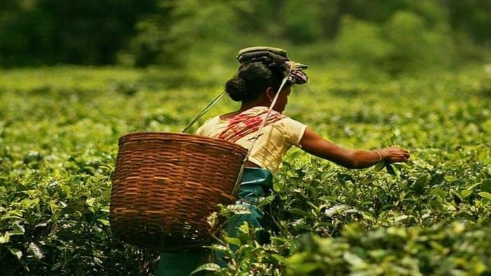 Assam Tea production