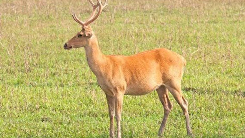 Assam: Fall in eastern swamp deer count at Kaziranga National Park Assam: Fall in eastern swamp deer count at Kaziranga National Park