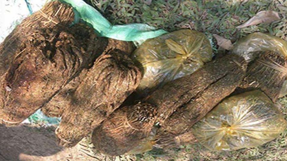 Manipur Plans to Legalise Cannabis for Medicinal and Industrial Purpose Manipur Plans to Legalise Cannabis for Medicinal and Industrial Purpose
