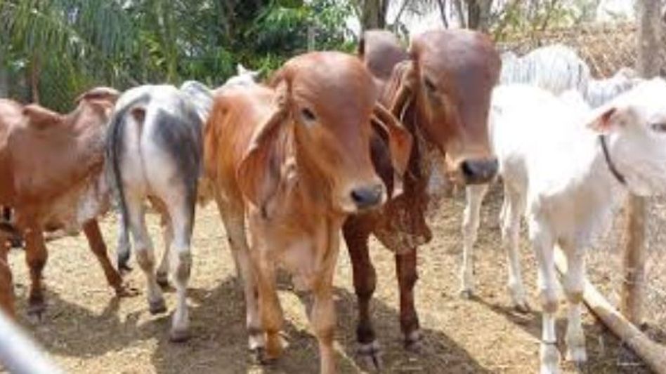 12 Notorious Cattle Smugglers Fall in Police Net 12 Notorious Cattle Smugglers Fall in Police Net