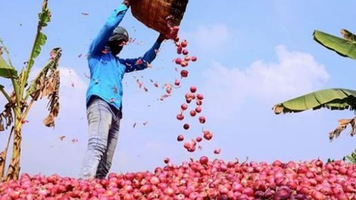 Centre bans export of Onions
