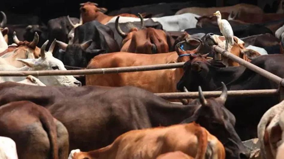 Assam: Smuggler apprehended along with 40 cattle heads on Sunday Assam: Smuggler apprehended along with 40 cattle heads on Sunday