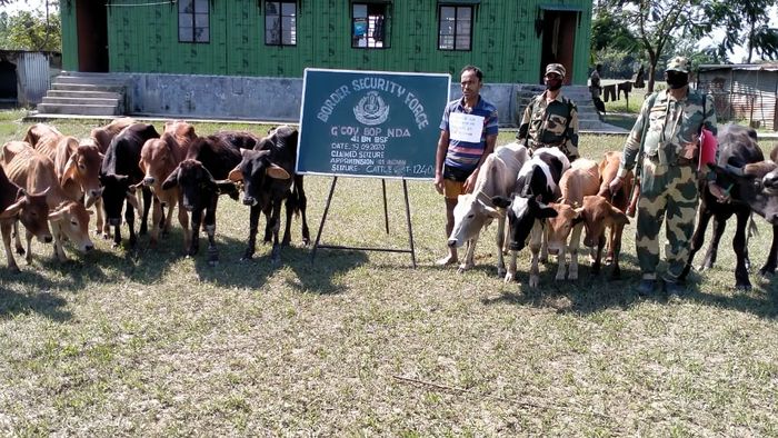 BSF recovers 120 smuggled cattle, apprehends smuggler