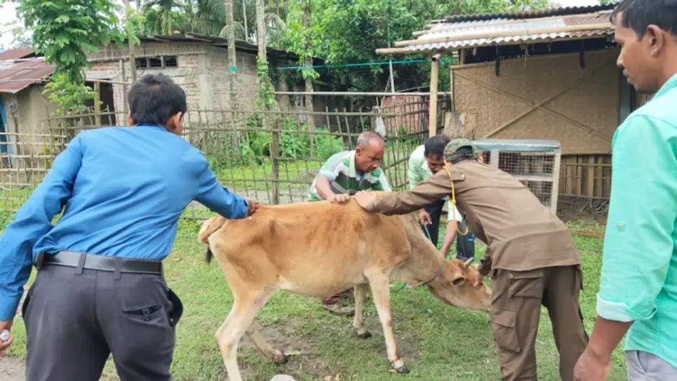 Cattle vaccination drive in KNP&TR to prevent spread of diseases from domestic to wild animals Cattle vaccination drive in KNP&TR to prevent spread of diseases from domestic to wild animals