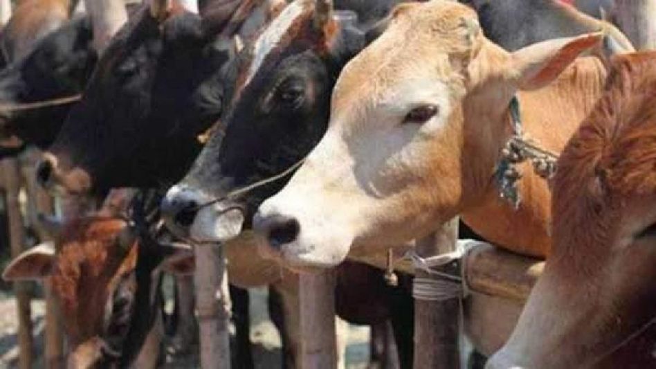 Meghalaya: Border Security Forces seized 43 smuggled Cattle from various location Meghalaya: Border Security Forces seized 43 smuggled Cattle from various location