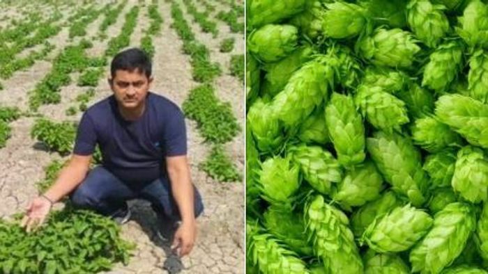 World's costliest ‘Hop Shoots’ grown in Bihar was a lie: Reports