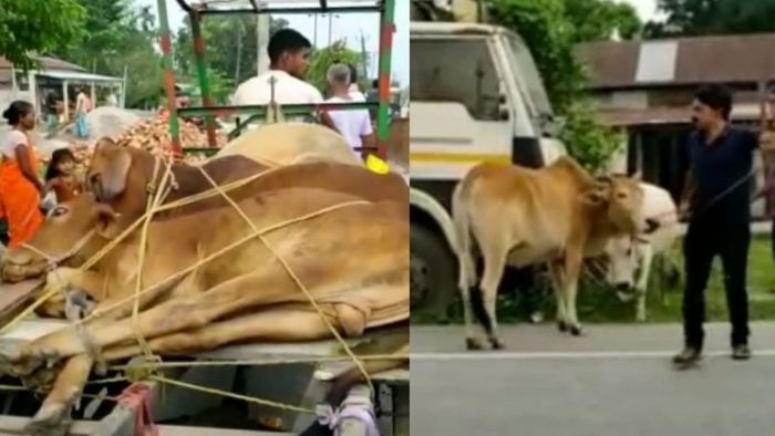 Assam: Police seizes 5 cattles while smuggling in Dhubri