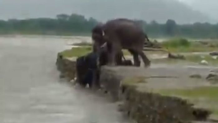 Elephant rescue baby