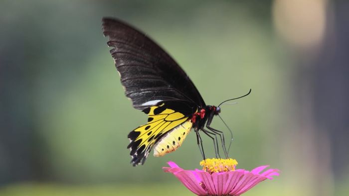 Tripura butterfly tourism