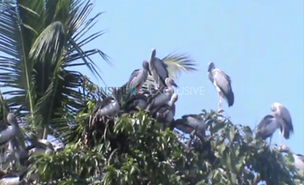 Majuli reverberates with local and migratory birds Majuli reverberates with local and migratory birds