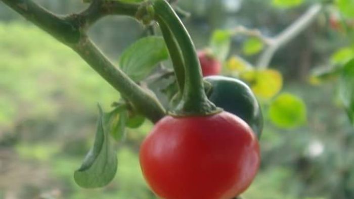 Famous chilli of Sikkim “Dalle Khursani” earns GI tag