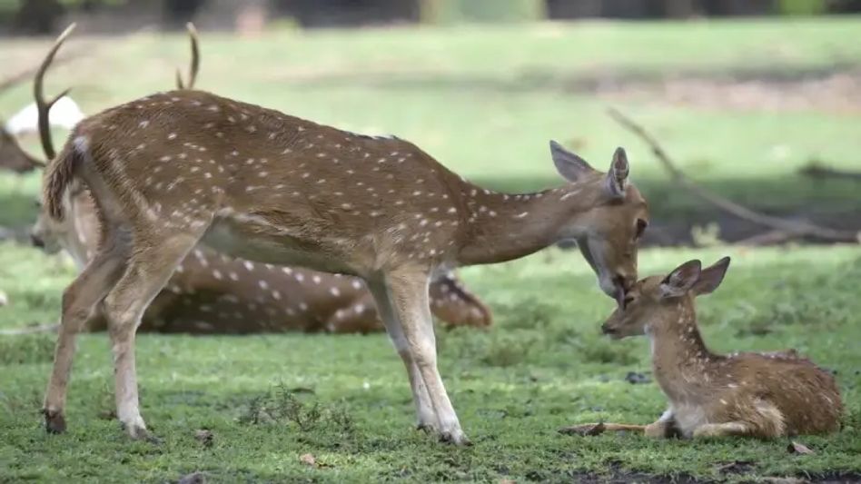 Assam: Three men arrested for selling deer meat in Guwahati Assam: Three men arrested for selling deer meat in Guwahati