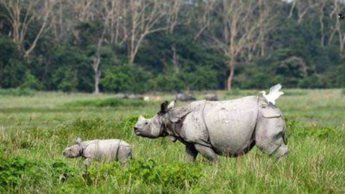 Assam: Pobitora Wildlife Sanctuary to reopen from October 15