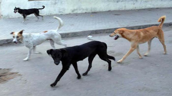 DOGS BITE 3,397 PEOPLE IN A YEAR IN MIZORAM
